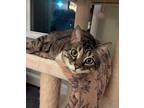 Murphy18fs, Domestic Shorthair For Adoption In Youngsville, North Carolina