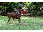 Pernod, Doberman Pinscher For Adoption In Greensboro, North Carolina