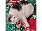 Little Bit, Domestic Shorthair For Adoption In Myrtle Beach, South Carolina