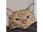 Garfield, Domestic Shorthair For Adoption In Myrtle Beach, South Carolina