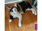 Queenie, Domestic Shorthair For Adoption In Myrtle Beach, South Carolina