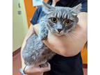 Catty Bates, Domestic Shorthair For Adoption In Accident, Maryland
