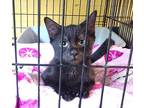 Wizard, Domestic Shorthair For Adoption In Pittsboro, North Carolina