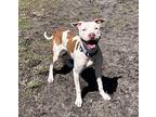 Kreuger, American Pit Bull Terrier For Adoption In Newport, North Carolina