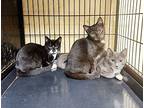 Kittens!, Domestic Shorthair For Adoption In Perth Amboy, New Jersey