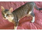Cheetos, Egyptian Mau For Adoption In Manchester, New Hampshire