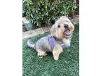 Bruno, Terrier (unknown Type, Medium) For Adoption In Oakland, California