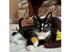 Oakley, Domestic Shorthair For Adoption In Marlton, New Jersey