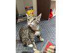 Hazelnut, Domestic Shorthair For Adoption In Lincoln, Nebraska