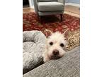 Petey, Westie, West Highland White Terrier For Adoption In Whitewater, Wisconsin