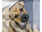 Keeshond Mix DOG FOR ADOPTION RGADN-1095401 - Wally - Keeshond / Mixed Dog For