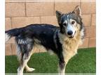 Alaskan Malamute Mix DOG FOR ADOPTION RGADN-1173144 - Lakota - Alaskan Malamute