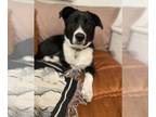 Border Collie Mix DOG FOR ADOPTION RGADN-1173217 - SHADOW - Border Collie /