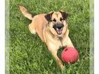 German Shepherd Dog Mix DOG FOR ADOPTION RGADN-1173791 - Emily - German Shepherd