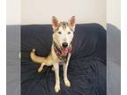 Huskies Mix DOG FOR ADOPTION RGADN-1173940 - Naomi - Husky / Mixed (medium coat)