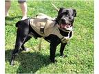 American Staffordshire Terrier Mix DOG FOR ADOPTION RGADN-1173946 - Gomez -