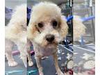 Poodle (Toy) DOG FOR ADOPTION RGADN-1174114 - John Boy - Poodle (Toy) (medium