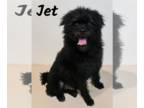 Pugairn DOG FOR ADOPTION RGADN-1174178 - Jet - Pug / Cairn Terrier / Mixed