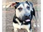 German Shepherd Dog Mix DOG FOR ADOPTION RGADN-1174222 - Ricky - German Shepherd