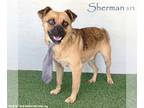 Brussels Griffon Mix DOG FOR ADOPTION RGADN-1174268 - Sherman - Brussels Griffon