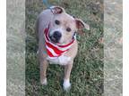 American Pit Bull Terrier Mix DOG FOR ADOPTION RGADN-1174418 - Tucker - Pit Bull