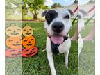 American Staffordshire Terrier Mix DOG FOR ADOPTION RGADN-1174647 - Petey -
