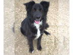Border Collie Mix DOG FOR ADOPTION RGADN-1175166 - Mercury - Border Collie /