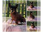 Chipin DOG FOR ADOPTION RGADN-1175179 - Mrs. Potts from Korea - Miniature