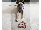 American Pit Bull Terrier-Mountain Cur Mix DOG FOR ADOPTION RGADN-1175769 -
