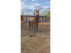 Beautiful Buckskin mare