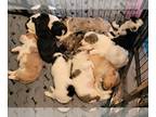 Golden Mountain Doodle PUPPY FOR SALE ADN-827332 - Golden Mountain Doodles