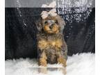Poodle (Toy) PUPPY FOR SALE ADN-827218 - AD 1 Adorable AKC Toy Poodles available