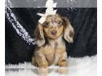 Dachshund PUPPY FOR SALE ADN-827287 - AD 1 Adorable Mini Dachshund available