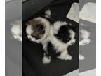 Pomeranian PUPPY FOR SALE ADN-827273 - Tricolor sable color Pomeranian