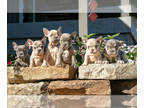 French Bulldog PUPPY FOR SALE ADN-827305 - Gorgeous AKC French Bulldog Puppies