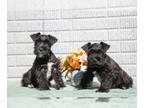 Schnauzer (Miniature) PUPPY FOR SALE ADN-827327 - Beautiful AKC Mini Schnauzer