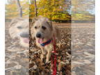 Border Terrier Mix DOG FOR ADOPTION RGADN-1338991 - Jake - Border Terrier /