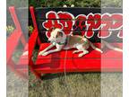 Labrador Retriever Mix DOG FOR ADOPTION RGADN-1344725 - Peachy - Labrador