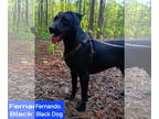 Labrador Retriever Mix DOG FOR ADOPTION RGADN-1351489 - Fernando - Labrador