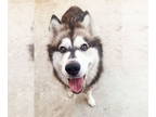 Mix DOG FOR ADOPTION RGADN-1351959 - SKY - Husky (medium coat) Dog For
