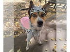 Collie Mix DOG FOR ADOPTION RGADN-1359679 - Beck - Australian Cattle Dog/Blue