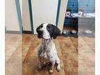 Pointer Mix DOG FOR ADOPTION RGADN-1362215 - Groot - Pointer / Hound / Mixed