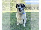 Australian Shepherd-Saint Bernard Mix DOG FOR ADOPTION RGADN-1362218 - Hoss -