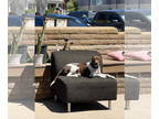 Pointer-Staffordshire Bull Terrier Mix DOG FOR ADOPTION RGADN-1362234 - Larissa
