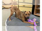 Black Mouth Cur Mix DOG FOR ADOPTION RGADN-1362236 - Baked Zita - Black Mouth