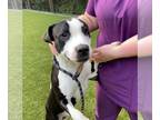 American Staffordshire Terrier Mix DOG FOR ADOPTION RGADN-1362239 - Nemo -
