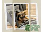 German Shepherd Dog Mix DOG FOR ADOPTION RGADN-1362259 - Benn - Urgent - German