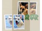 German Shepherd Dog DOG FOR ADOPTION RGADN-1362260 - Shep & Comet - Urgent -
