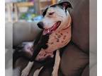 Staffordshire Bull Terrier Mix DOG FOR ADOPTION RGADN-1362272 - Maizey - Urgent