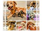Golden Retriever Mix DOG FOR ADOPTION RGADN-1362289 - Stunt Girl Puppy Females -